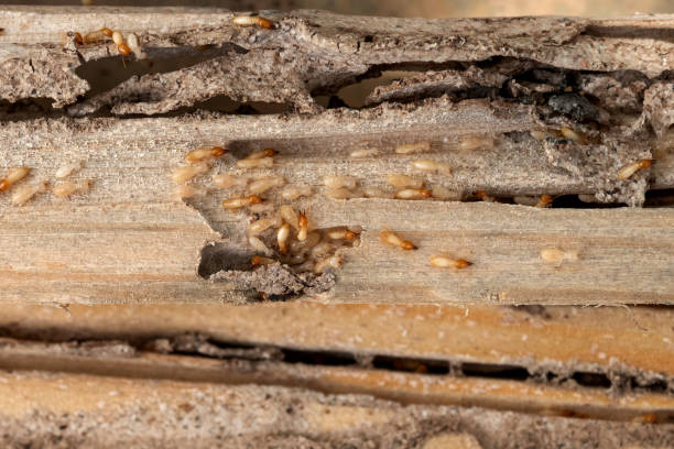 Best Wasp Removal Services  in Florissant, MO